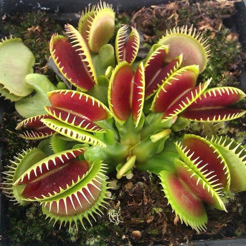 

12dionaea , Venus Ornamental Bonsai Low Maintenance Indoor And Outdoor Decor