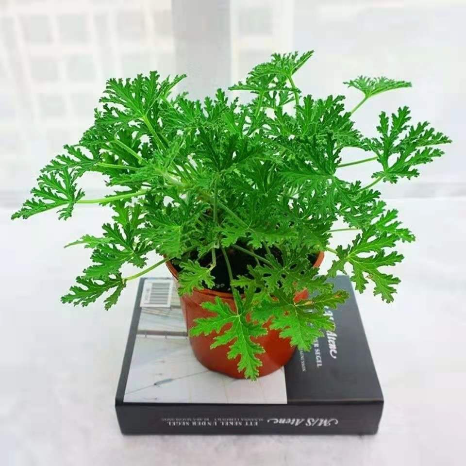 500 Mosquito Repellent Citronella Plant Seeds Outdoor - Temu