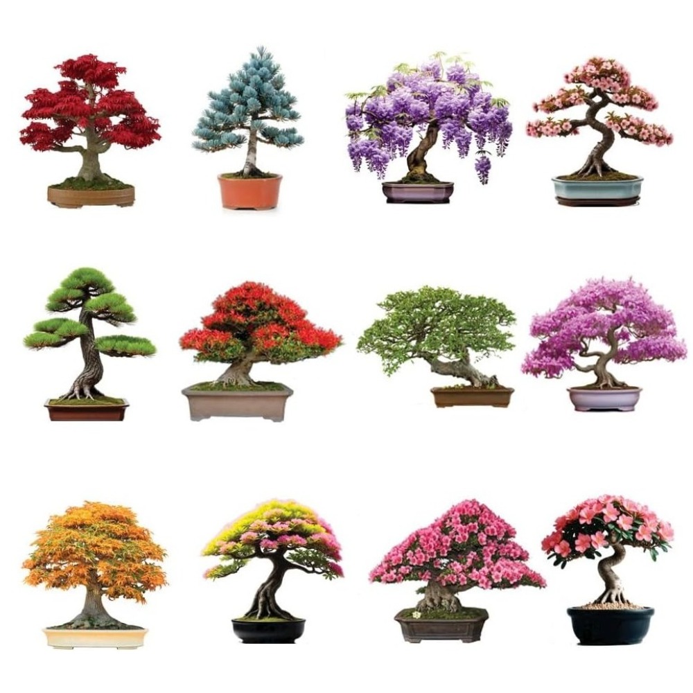 

12 Seed Set - - , , Cherry , Vine, , Spark, Chinese , , Maple, Dogwood, Jew, -christmas - Festival Flowers - Celebration Flowers