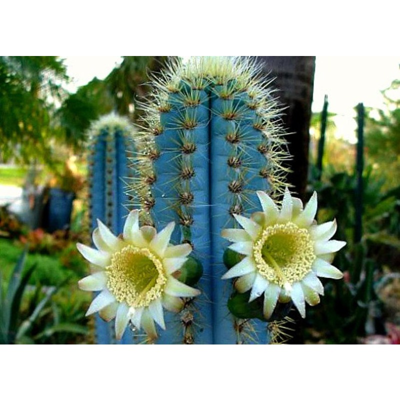 

Pilosocereus , Blue Cactus, 10 , , Windowsill, Garden, , , Color