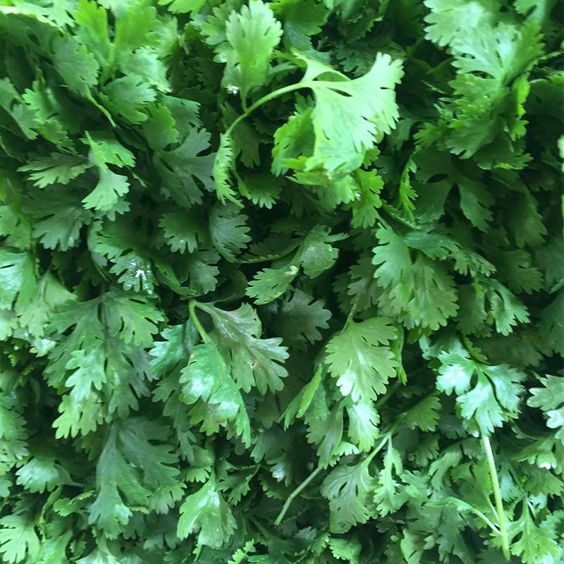 Easy Cultivating High Rate Herb Seeds Temu