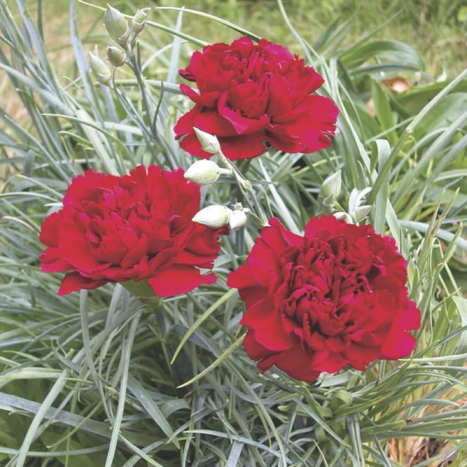 Easy Cultivating High Rate Garden 500 Seeds, Rare Ornamental Flowers