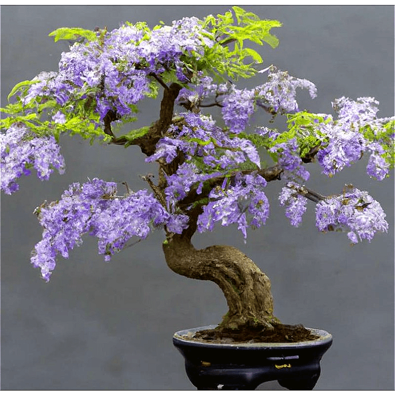 

Wisteria Tree For Plantinghighly Flowering Bonsai, Wisteriasinensis - 5