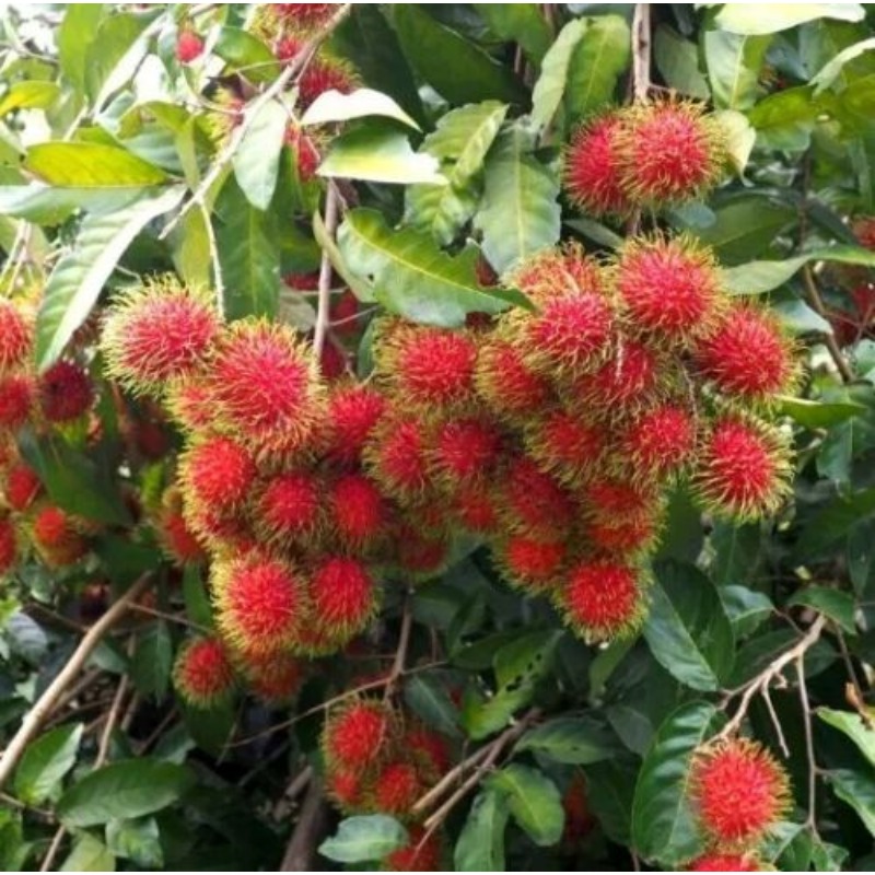 

300pcs Red Haired Dan Nephelium Lappaceum - Ready For Planting