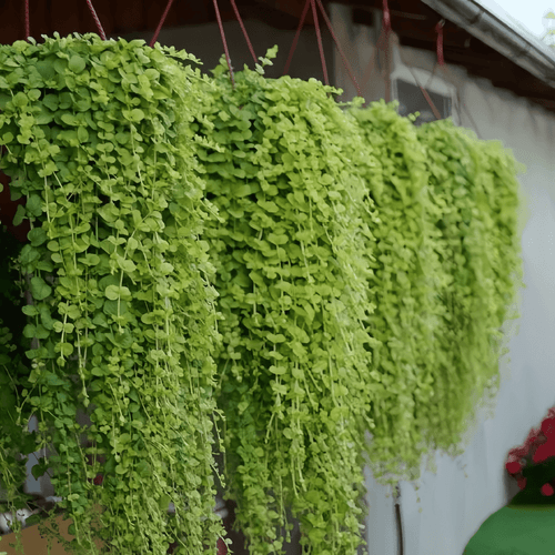 large pack of lawn alternative stunning weeping plant hanging basket or ground cover