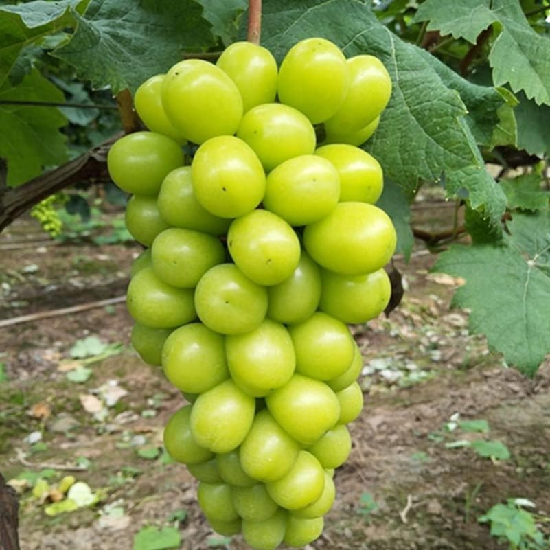 rare grape seeds grapevine fruit seed - Temu