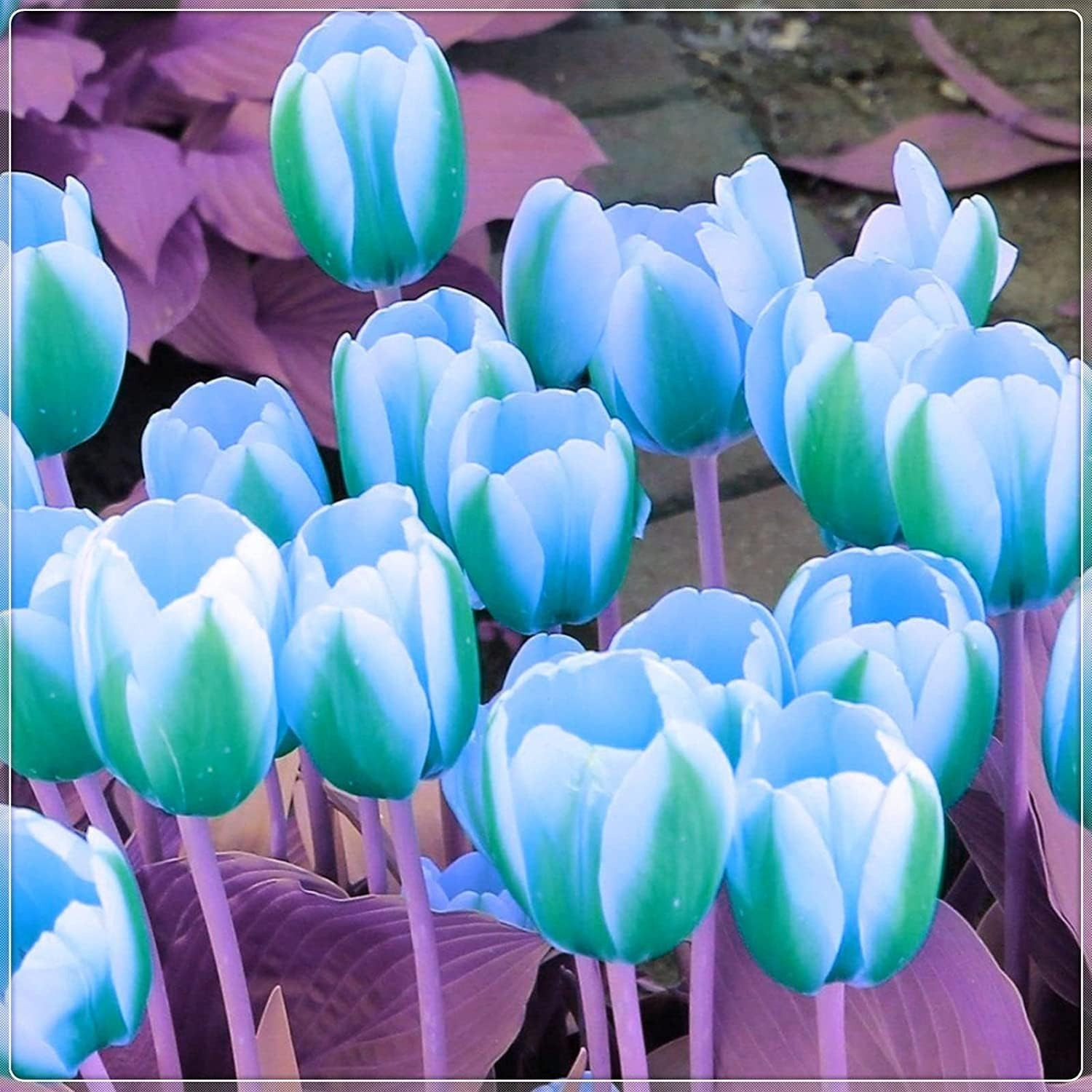 

20 Pcs Greenland Tulips