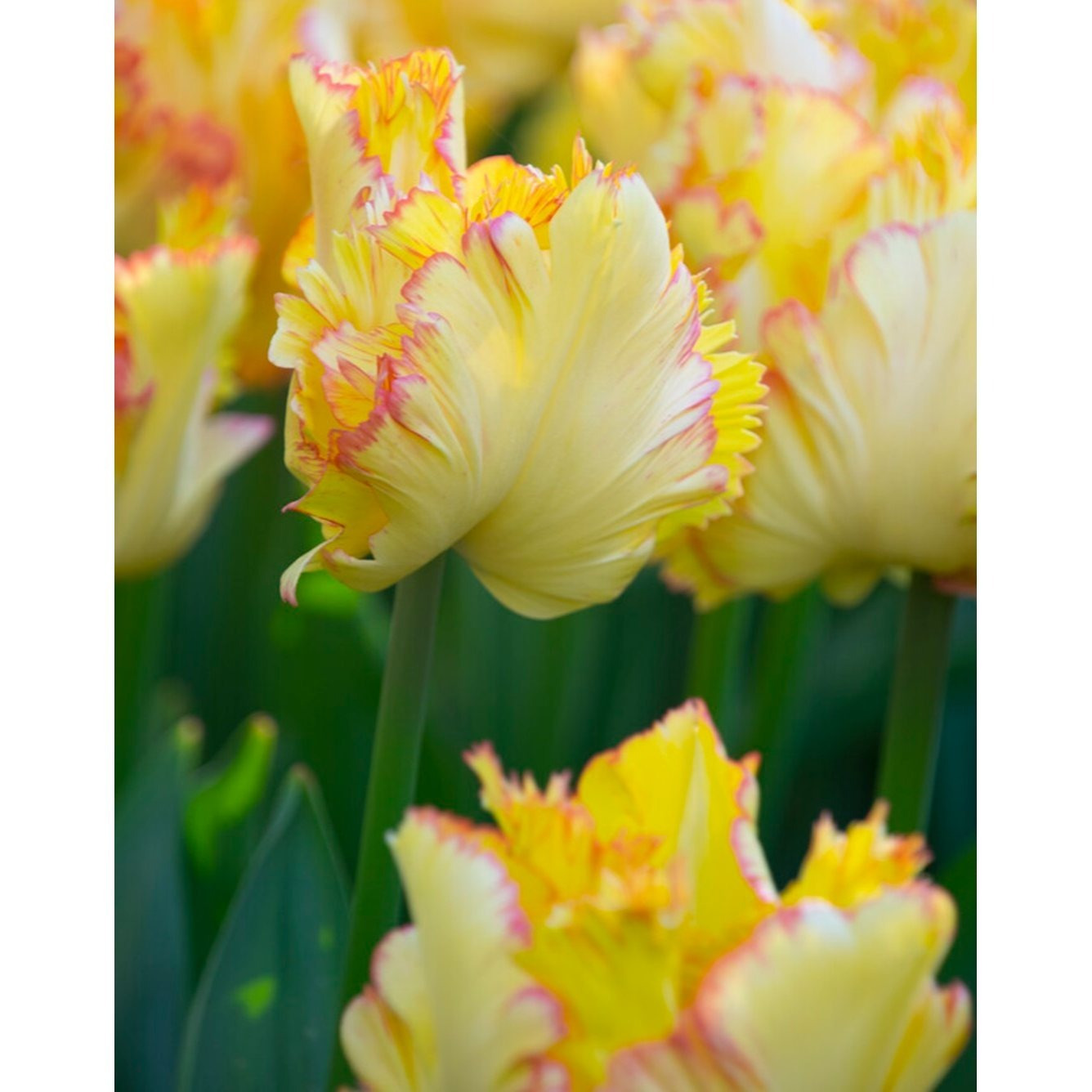 

Caribbean Tulips- 5 Pcs.