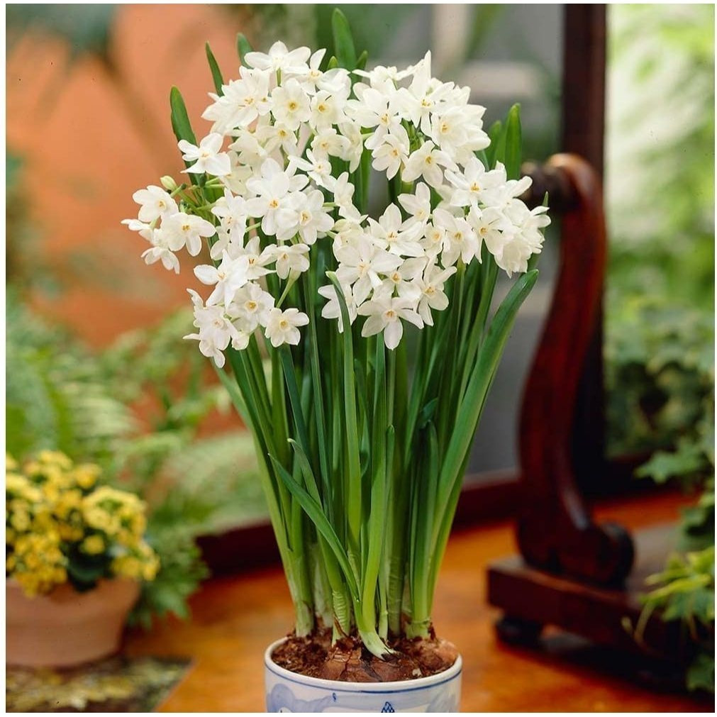 

Indoor Water Blooming Paper White Flowers - 2 Pcs