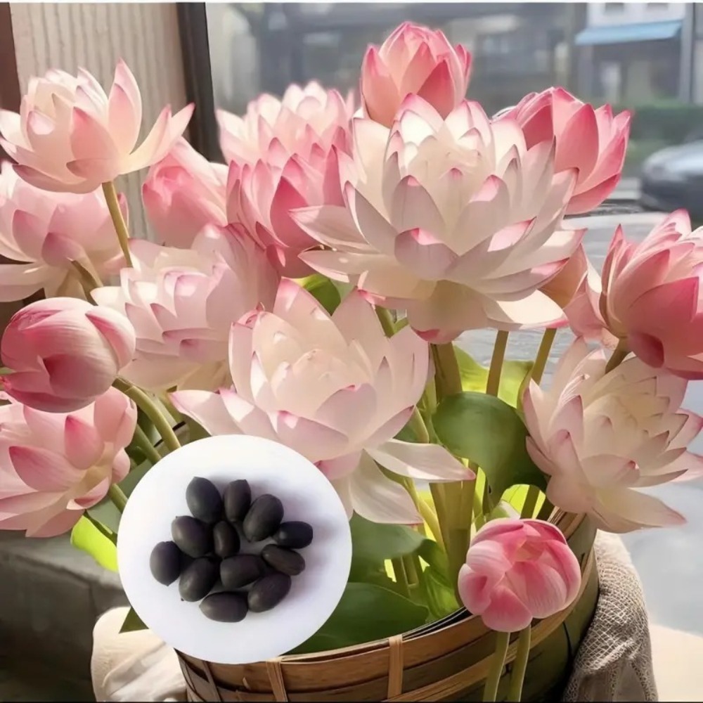 

Pre- Mixed Color Bonsai Bowl Lotus - Ready To Plant, Indoor & Outdoor Aquatic Gardens, Includes Planting Guide, Easy Growth With Care