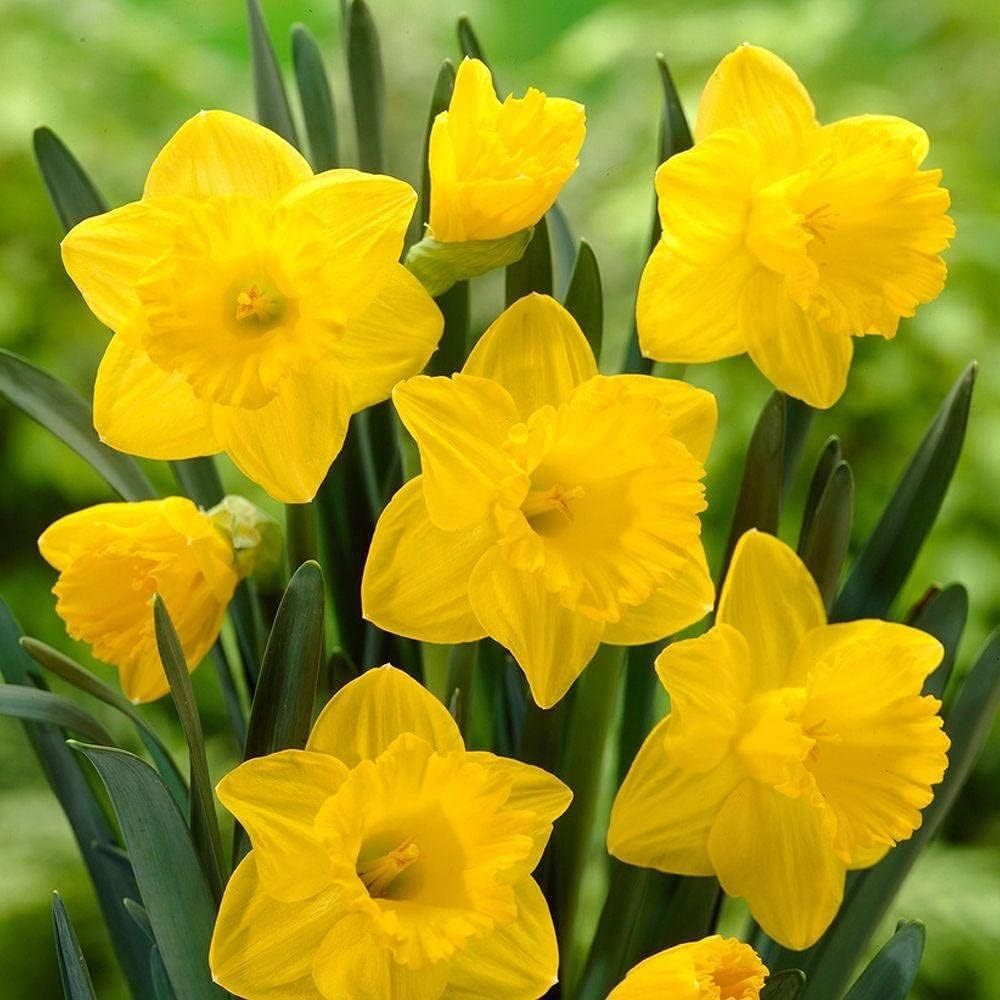 

Yellow Daffodil Flower - 3 Pcs.