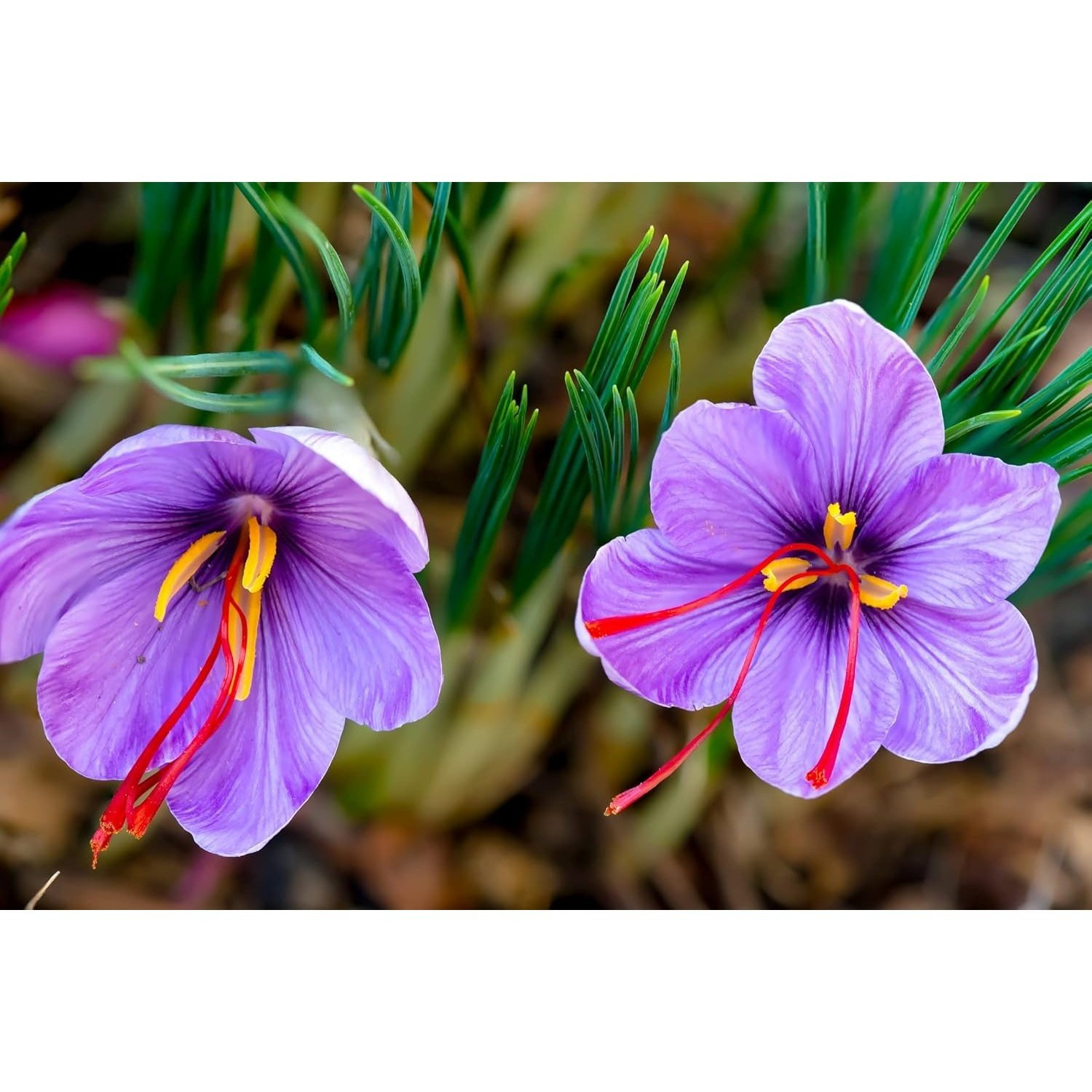 

Rare Spice Saffron Flower - 2 Pcs