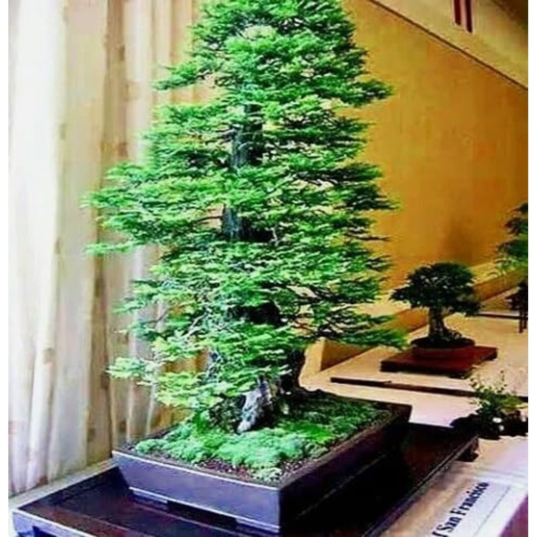 

30 Pcs. California Bonsai