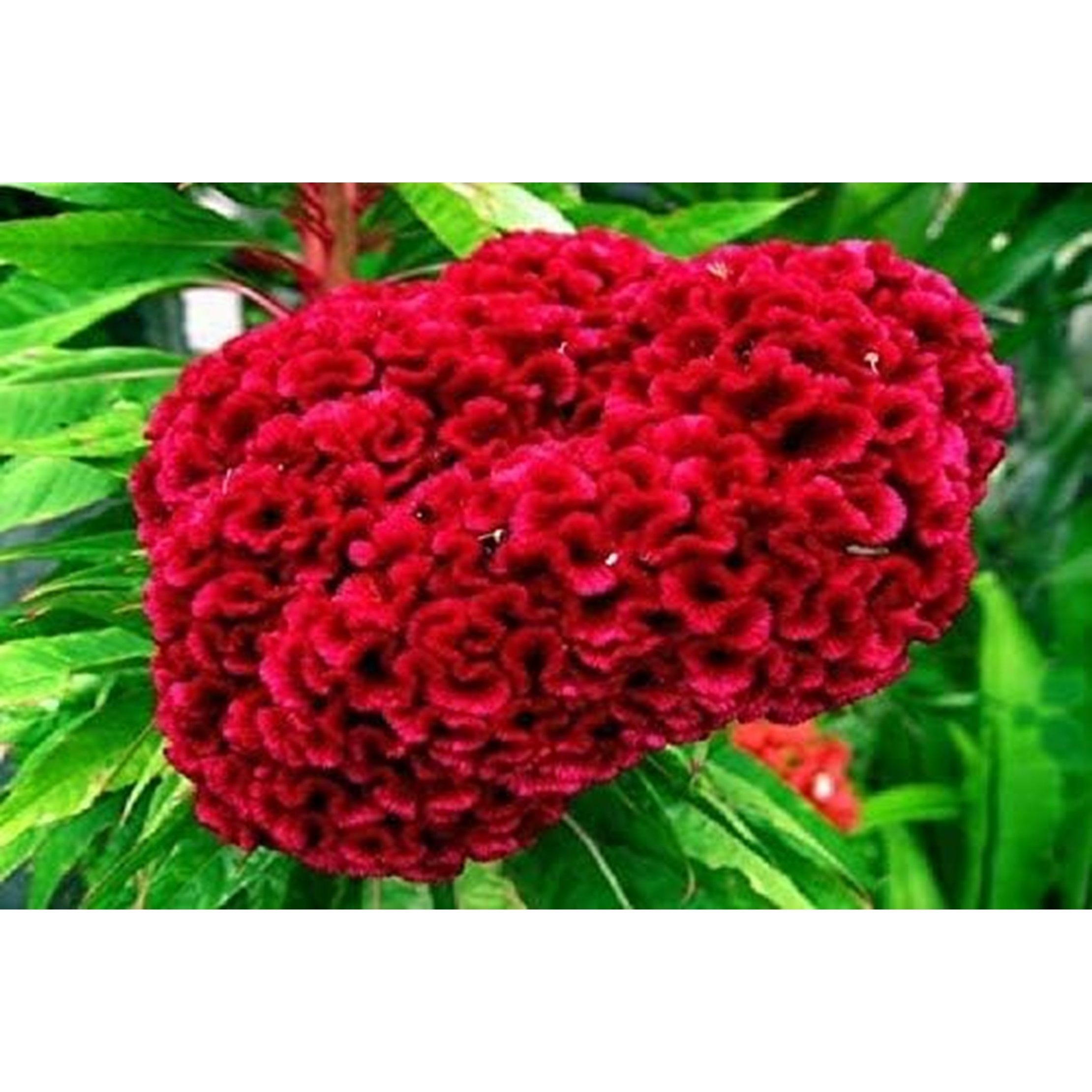 

30 Pcs. Cockscomb Flower, , Great Gift