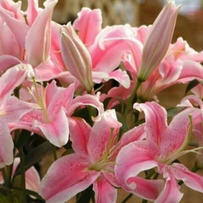 50 pink rare lily seeds planting lily perfume garden - Temu