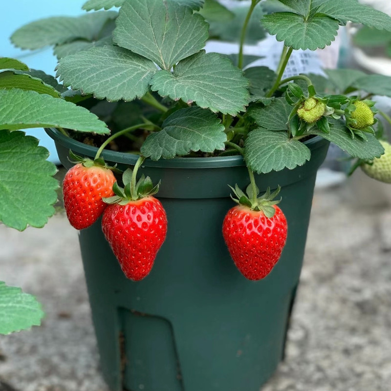 

Strawberry 36 Suitable For Growing Fresca Eternal Fruit - Fruit Suitable For Aquatic Gardening