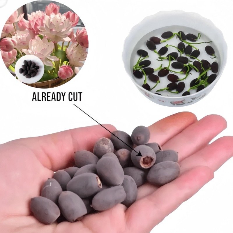 44 lotus seeds, bowl lotus, water lily seeds, flower seeds, from the united  states. aquatic plants, home gardening, mixed mini lotus seeds, lotus seeds  . | High-quality & Affordable | Temu