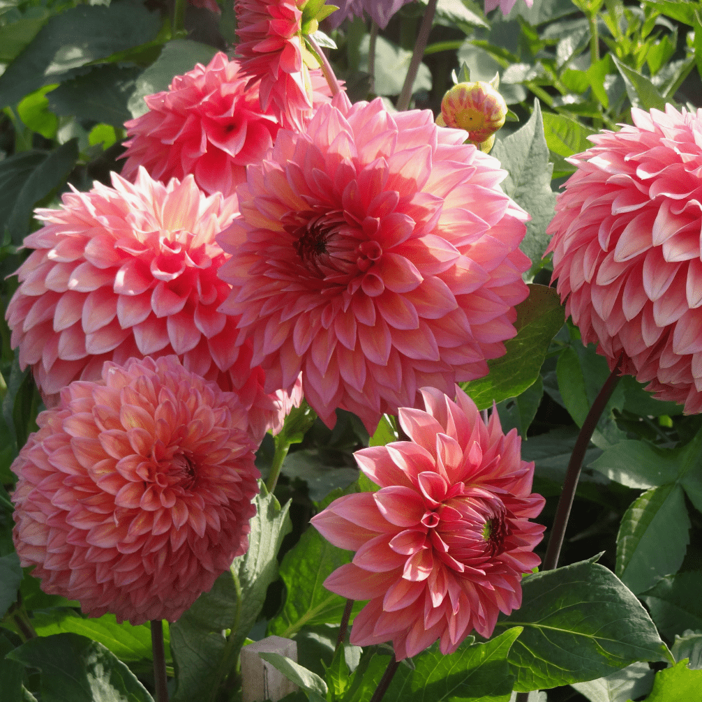 

Plant Flowersdahlia For Planting