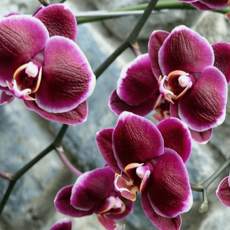 

Plant Flowers34mixed Phalaenopsis - Orchid For Planting