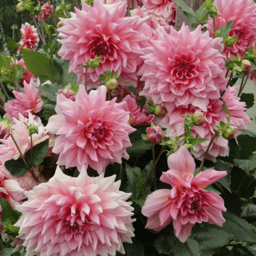 

Plant Flowersdahlia For Planting