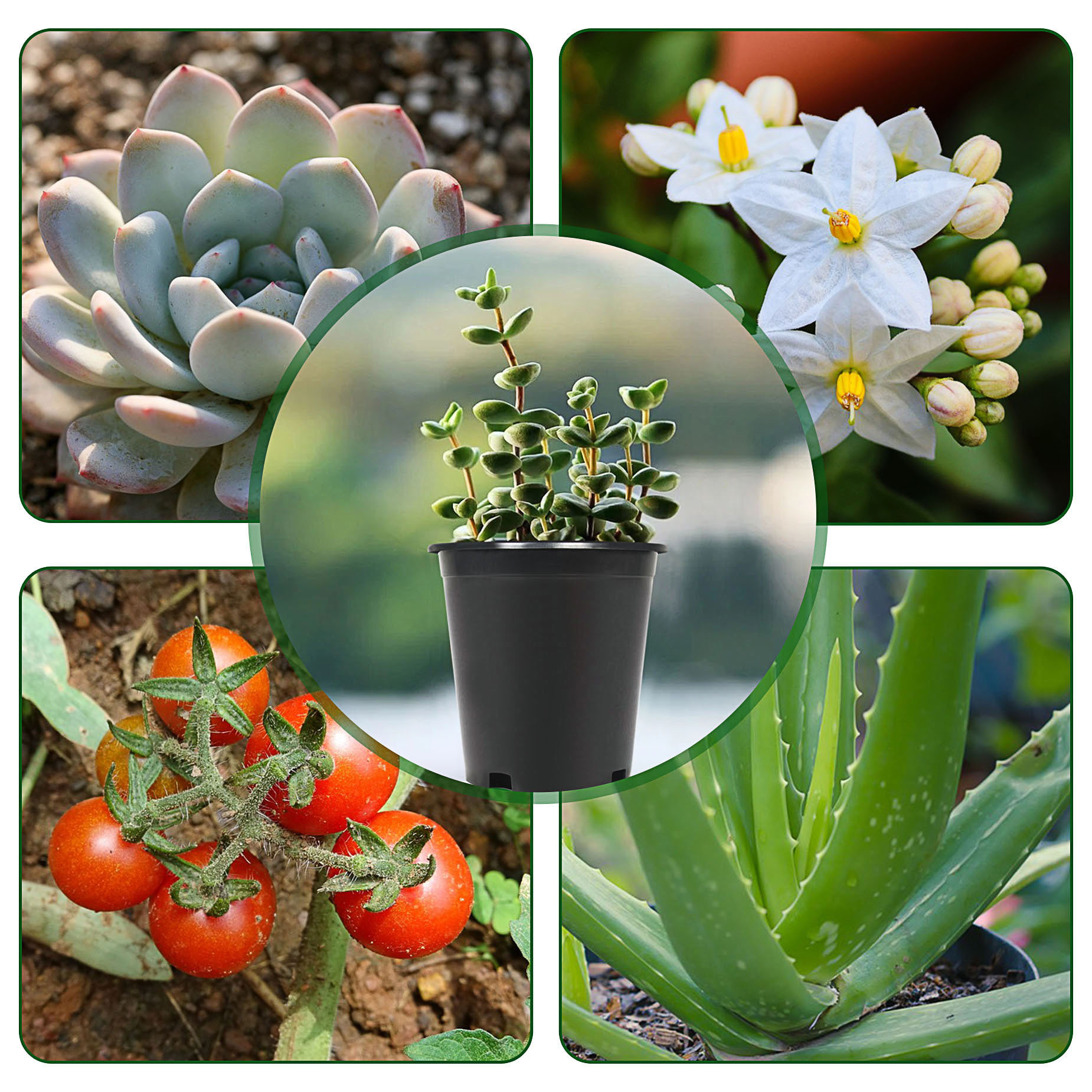 Heelpett 100-Pack Plastic Nursery Pots – Round Seedling Pots For Plants And Flowers