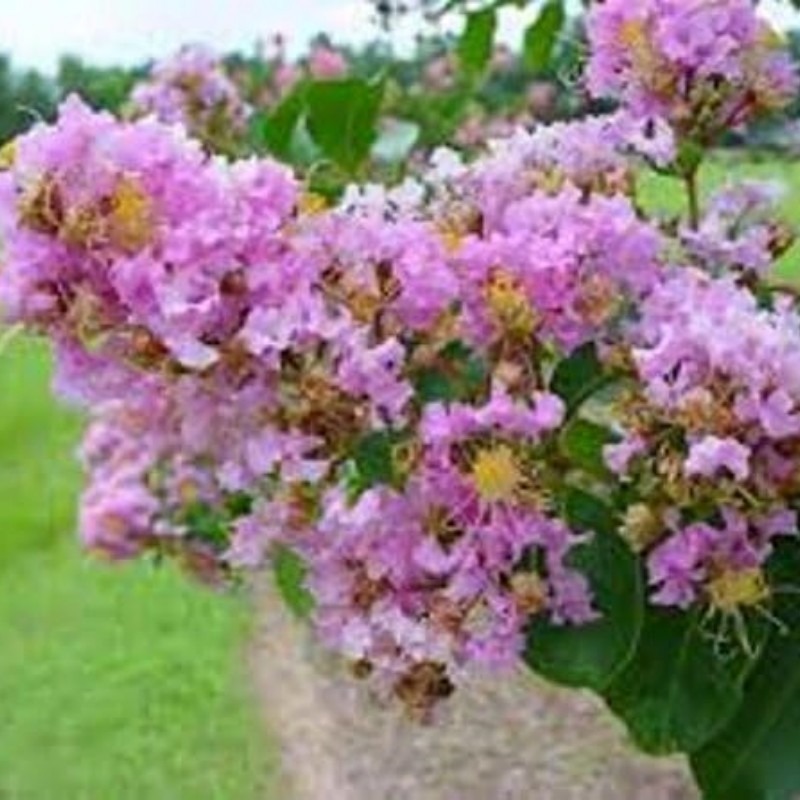 Rare Myrtle Tree Privacy Plant Seeds - Temu