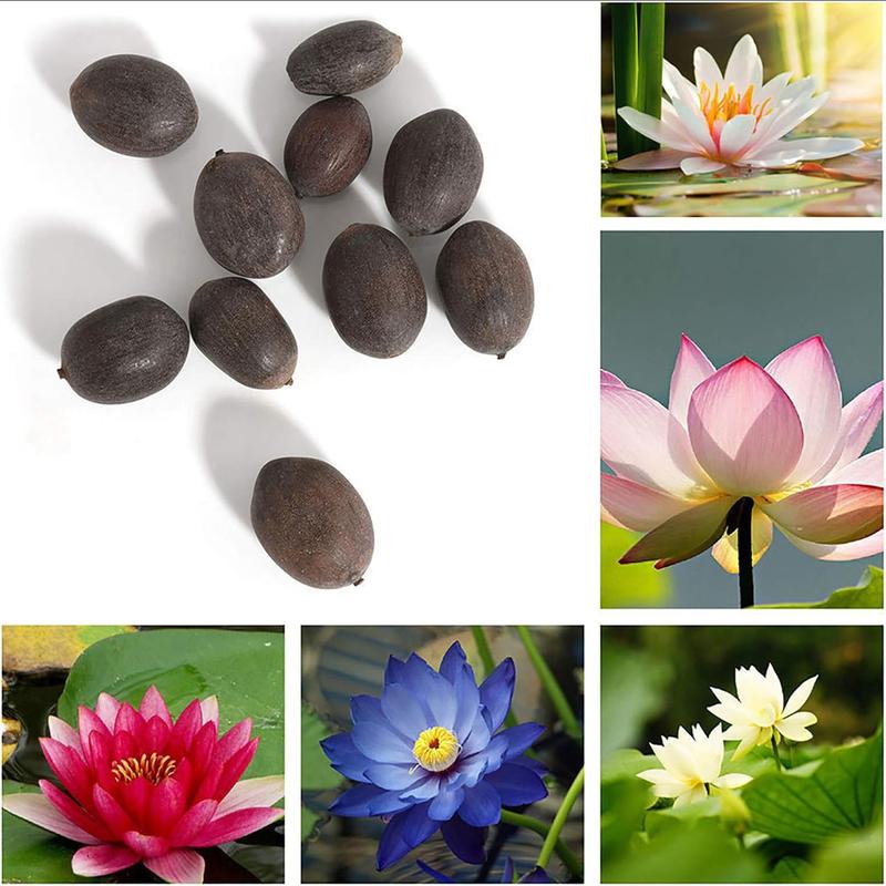 

40pcs Bowi Lotus Flower Seedswater Lily Home Garden Plants Multi-color Mix Mini Lotus Seeds Lotusflower Seeds Fast Grow
