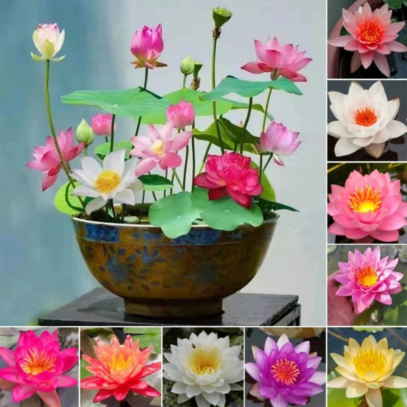 

30 Bowl Lotus Seeds Hydroponic Plant Live Upon Encountering Water Mix Colors