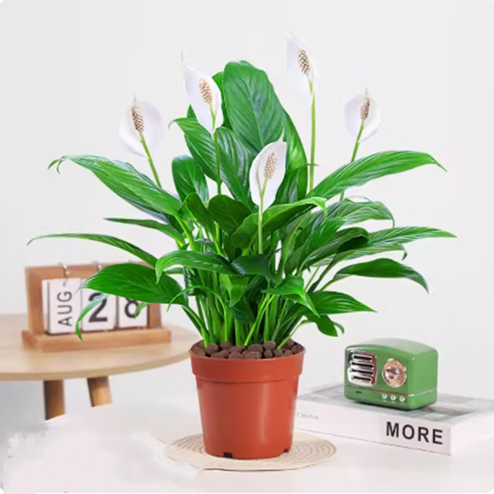 

Peace Lily Plant-'s Quality Live Indoor Flower Pot For Home, Office And Living Room
