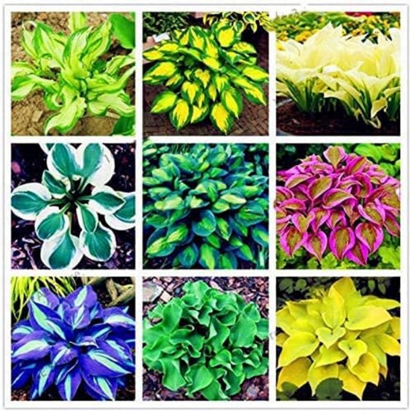 

100pcs Rare Hosta Mix Plant Seeds For Planting