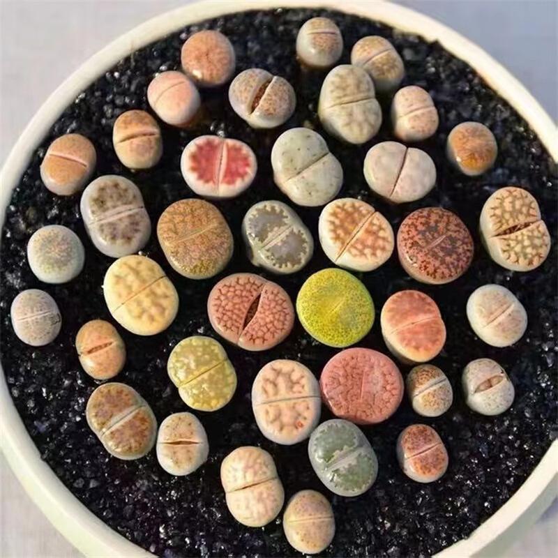 

Large Mix Succulents Plants Live Bulks, Pack 20 Corlorful Live Plants, Beautiful , Large Lithop Succulents Cactus