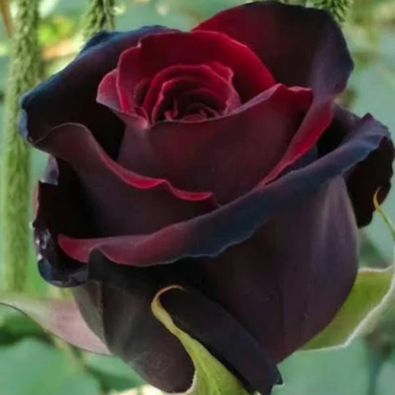 

Red Black Rose Ornamental Flowering Plant Seeds For Planting