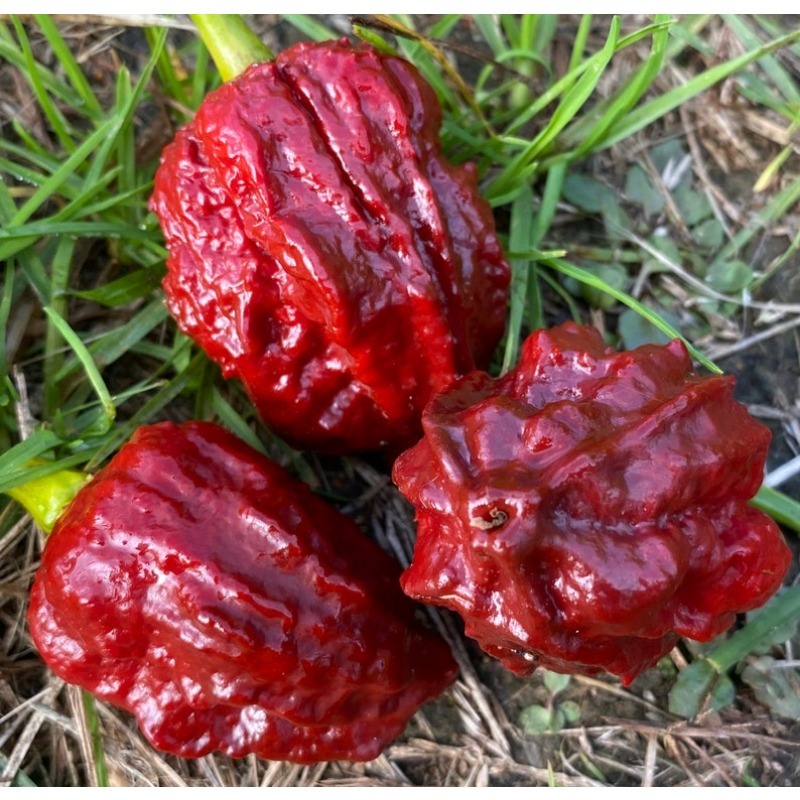 

Chocolate Dragon Vein Super Chili High Quality Seed Pack