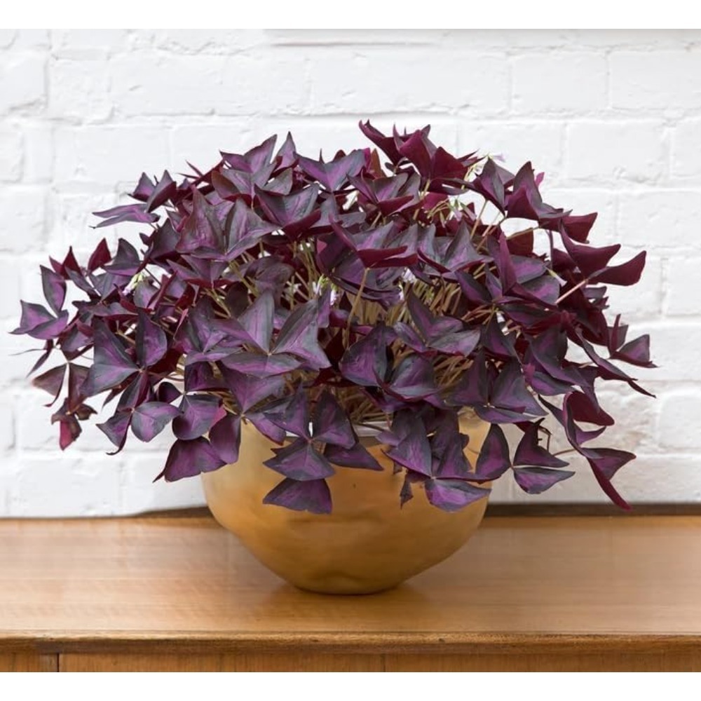 

20 Plants That Wax To And , Survival , In Potted Plants, Small Purple