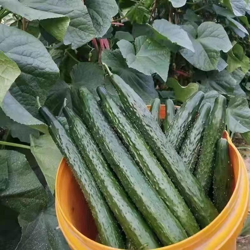 

Green Heart , Strong Female, Heat-resistant Water, Heart, Suitable For , Balcony Vegetable