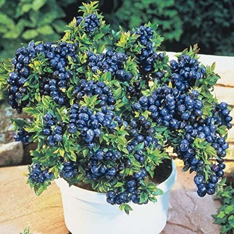 

500 1 Blueberry Tree -fresh, Non-gmo Fruit , Suitable For Planting- Used As Gifts For Family Planting