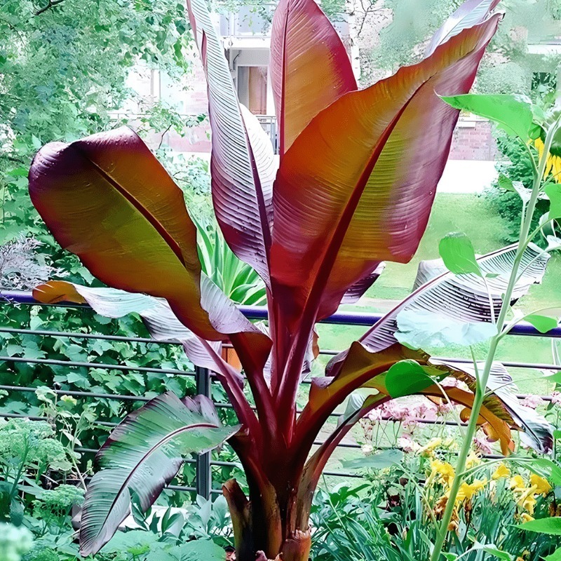 

Red Abisini Rare Banana Flower Plant Tree , Suitable For Family And Garden Planting- Used As A Gift For Family Planting