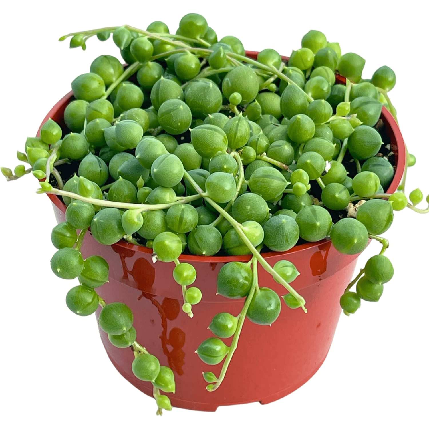 

Succulents Live (4" String Of Pearls) Potted Plant, Plant For Indoor Outdoor Home Office Wedding Decoration Party Favor, In All , Decorating New House, Office, Living Room, Kindergarten