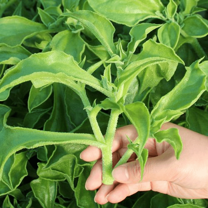 

Vegetable