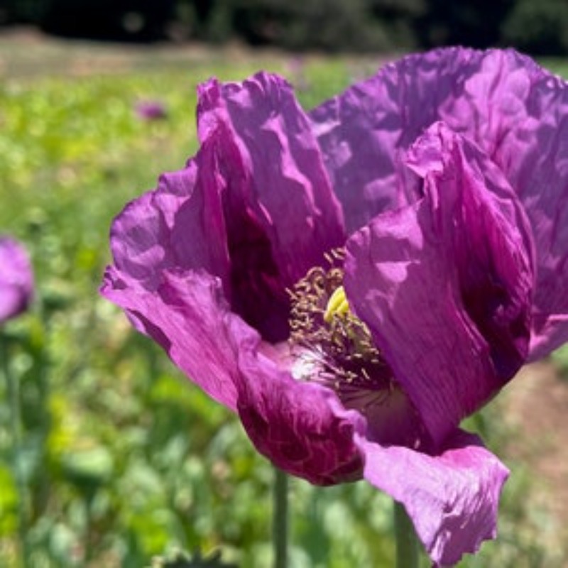 

Of Cold-resistant Flowers, Non-transgenic Varieties