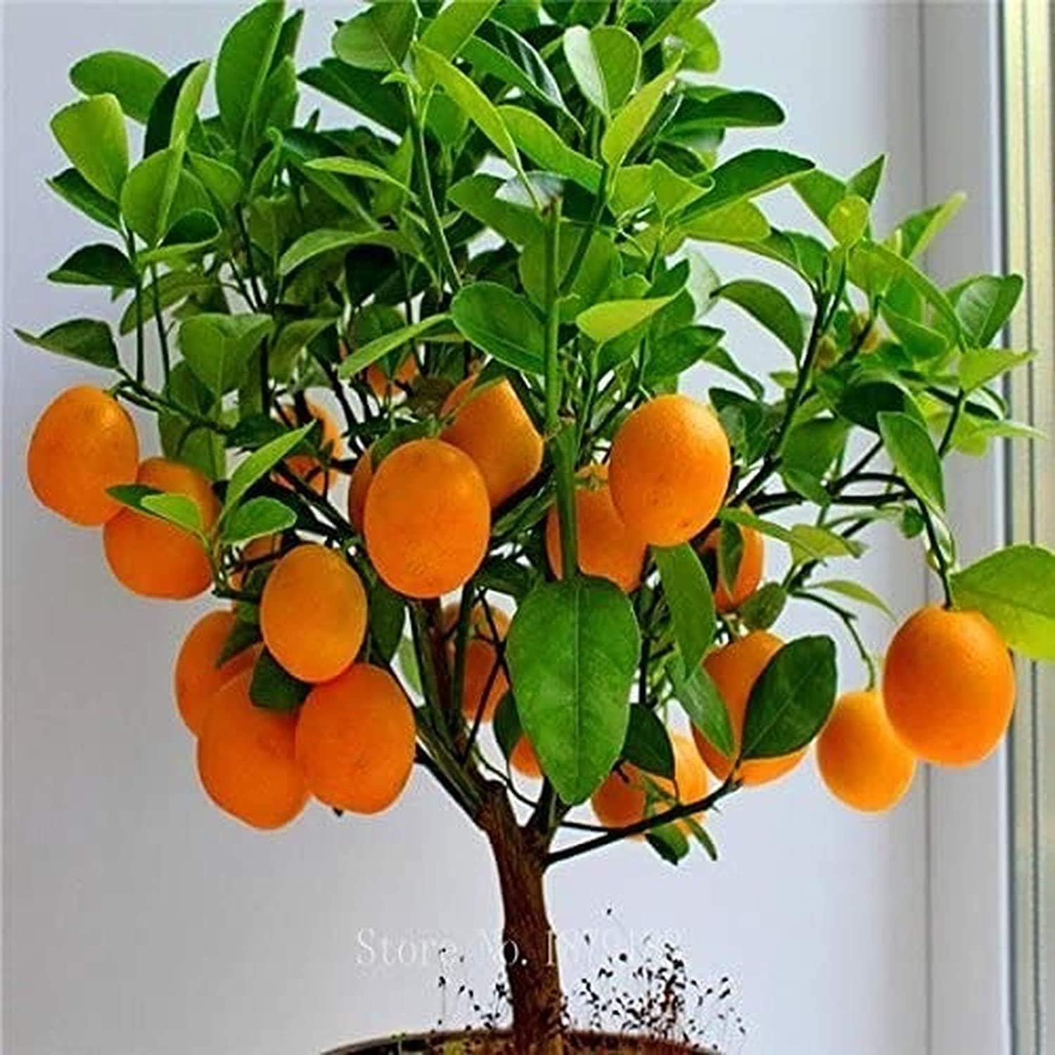 

Bonsai , 10 , Grow Fruit Bearing - Fruit Tree, Citrus Bonsai Indoor Or Outdoor