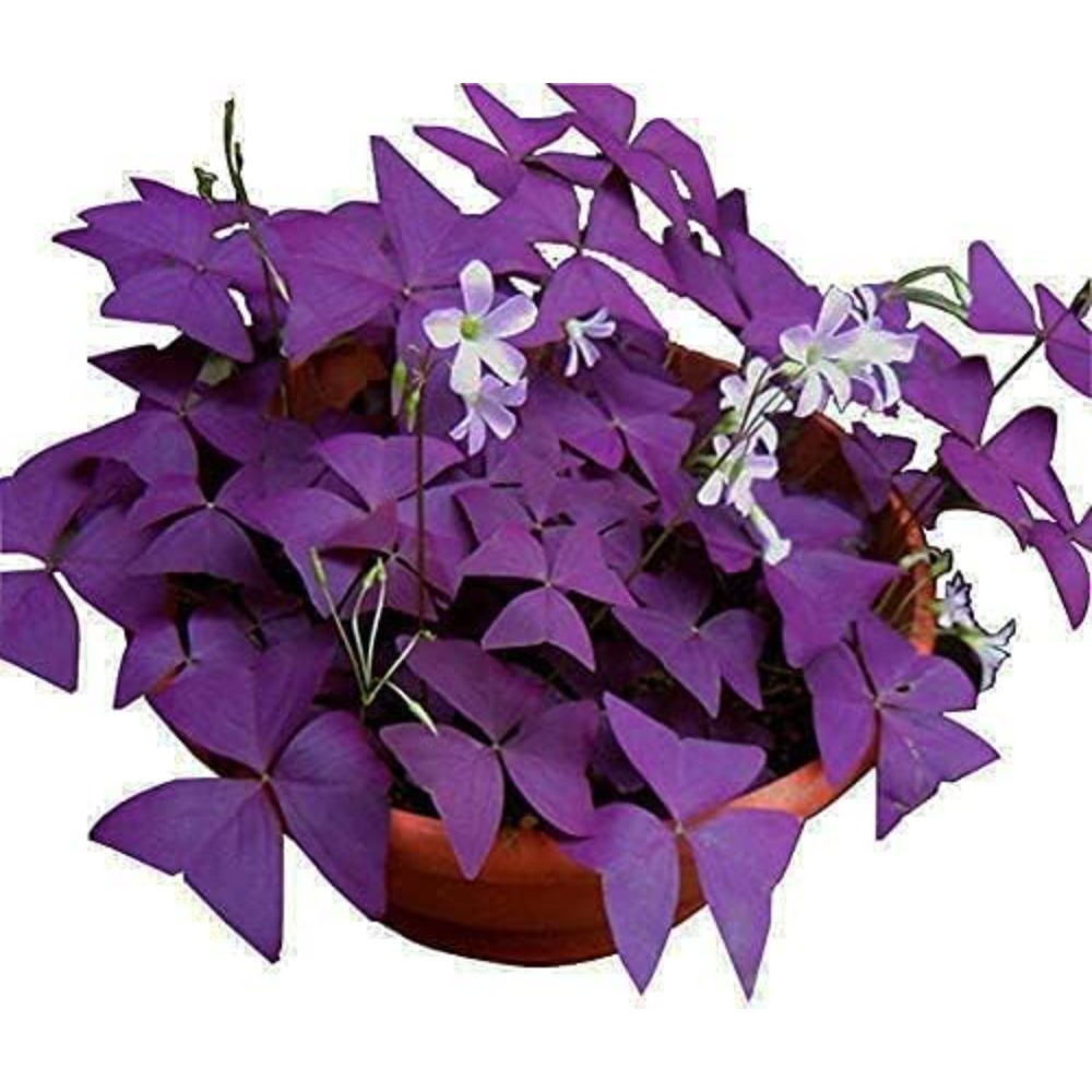 

Triangularis 20 Bulbs Purple Shamrocks Bulbs Grows For Garden And Pots