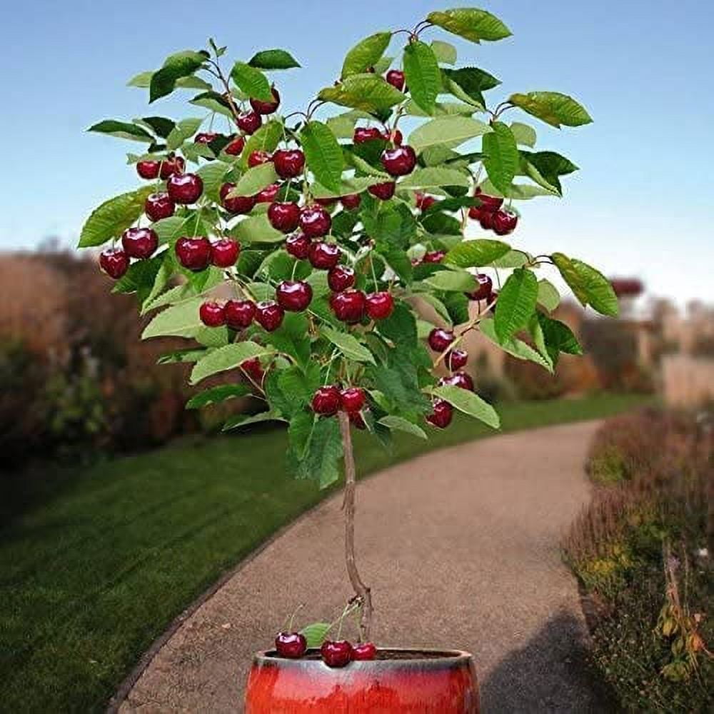 

30 Bonsai Dwarf Indoor Or Outdoor Fruit In Usa