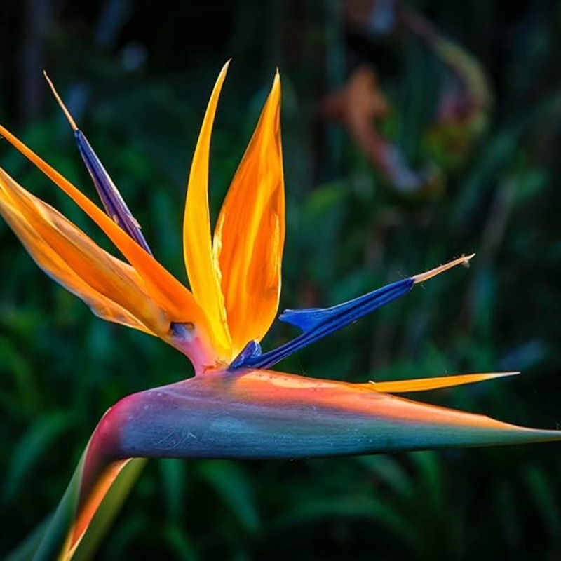 

Of Paradise Flower Great Indoor Tropical Plant Or Bonsai Strelitzia Reginae And The Are Beautiful Plant