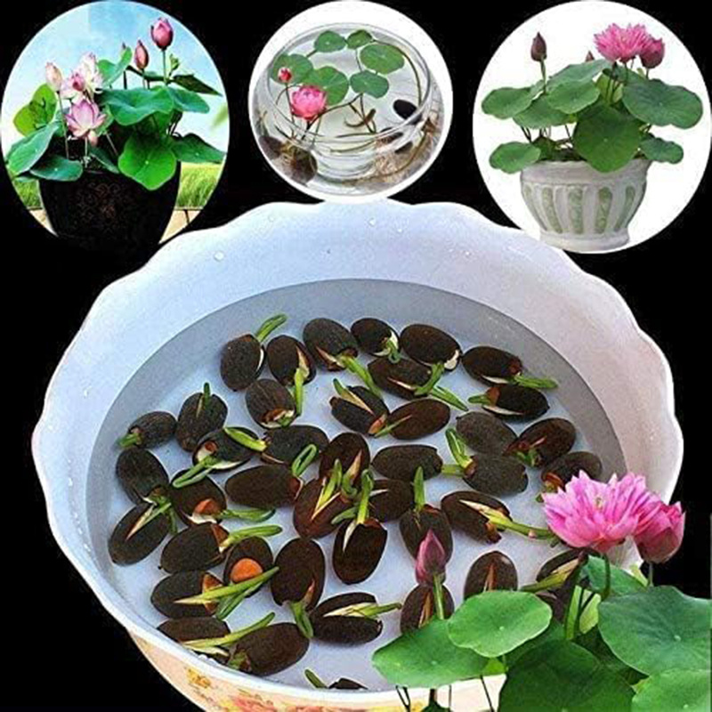 

Buy 30 Bowl Lotus And Get 30 Bonsai Lotus For Free, Suitable For Planting, Water Caltrops, Aquatic Plant , , Home Garden Plant , Germinating Aquatic Bonsai Plants