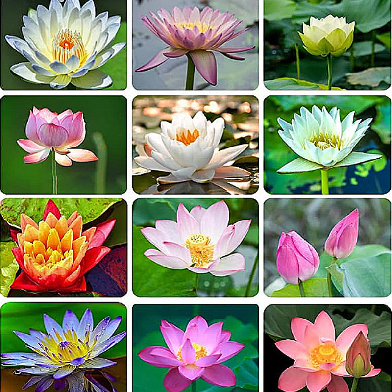 

30+/50+pre Germinated Mixed Color Potted Lotus - Ready Plant, Suitable For Indoor And Outdoor Water Gardens, , Requires Care, Comes With Planting Guide