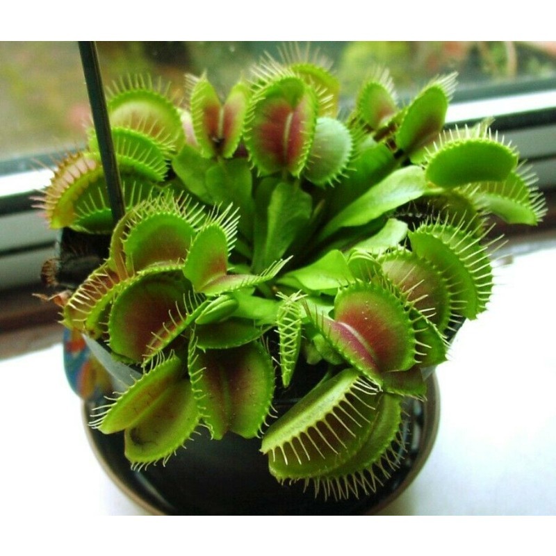 Potted Insects Plantssupseed Temu