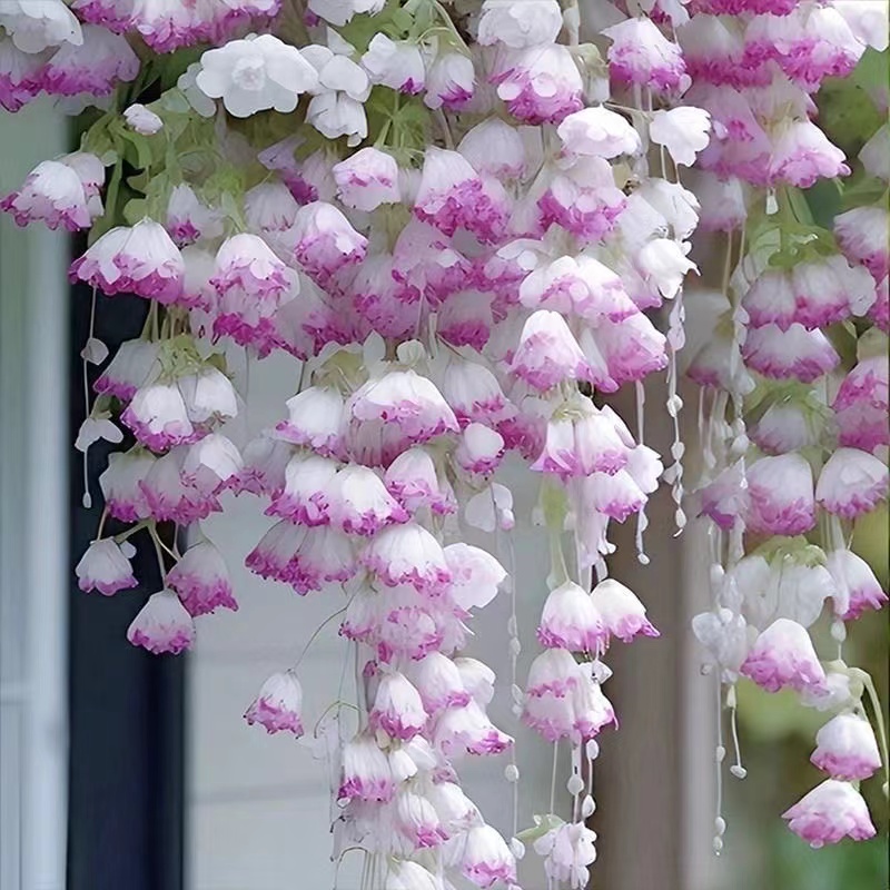 

Hanging Satin Flower , Weeping Flower , Climbing Plants, , In All , , Germination, Indoor And Outdoor Plants, Flowers