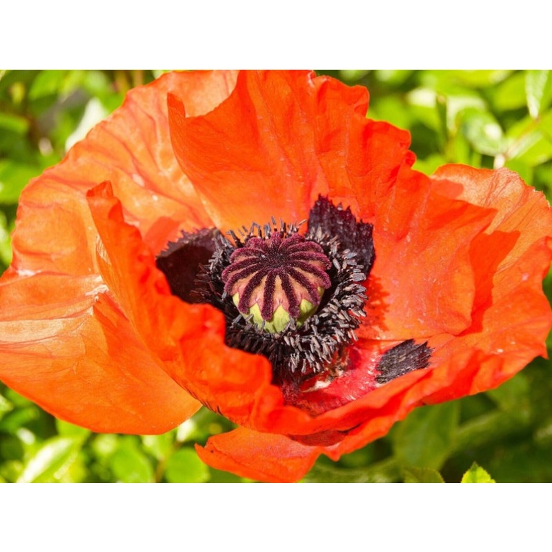 

- Oriental Poppy , Suitable For Planting