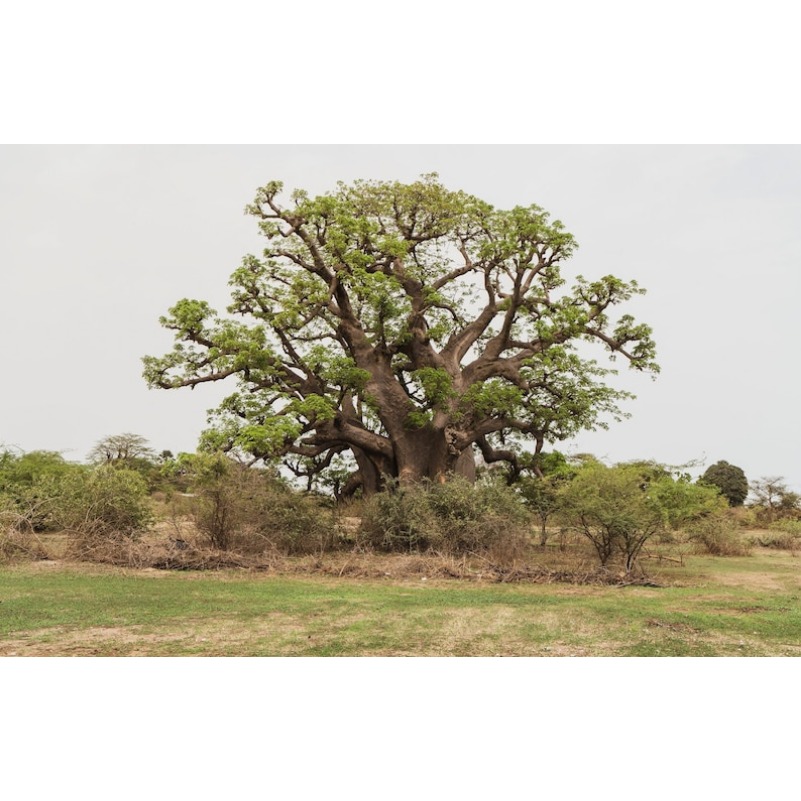 

5 African Tree Digitata Fruit